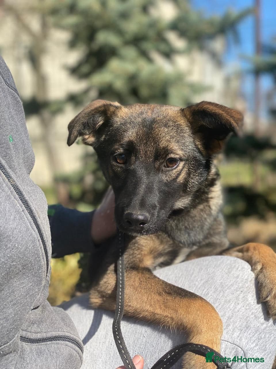 ️🐶 kuba photo 16