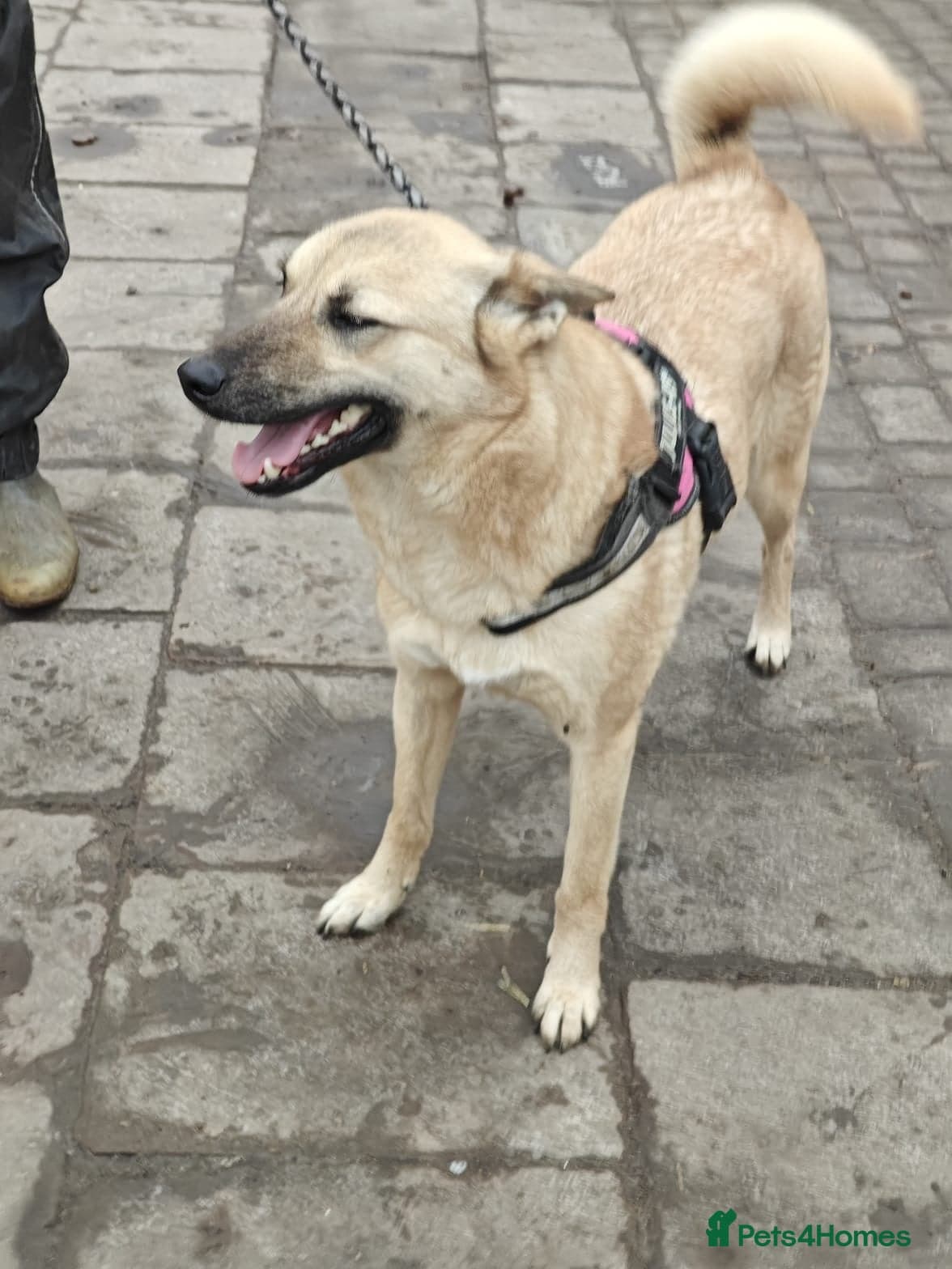 ️🐶 stacy photo 23