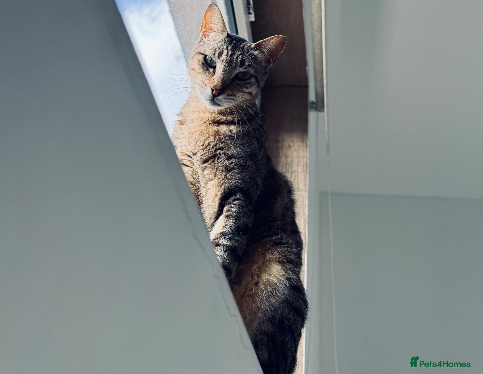 Hera ♥️ (House Cat) photo 11