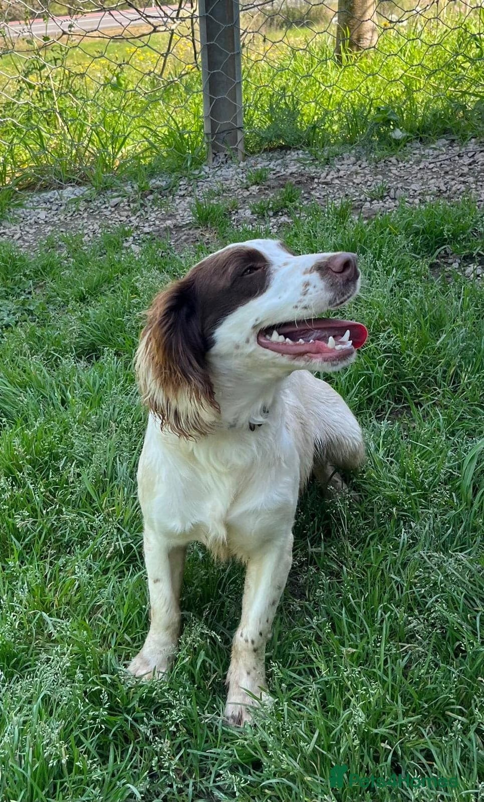 Springer Spaniel nine months old, Tino photo 8