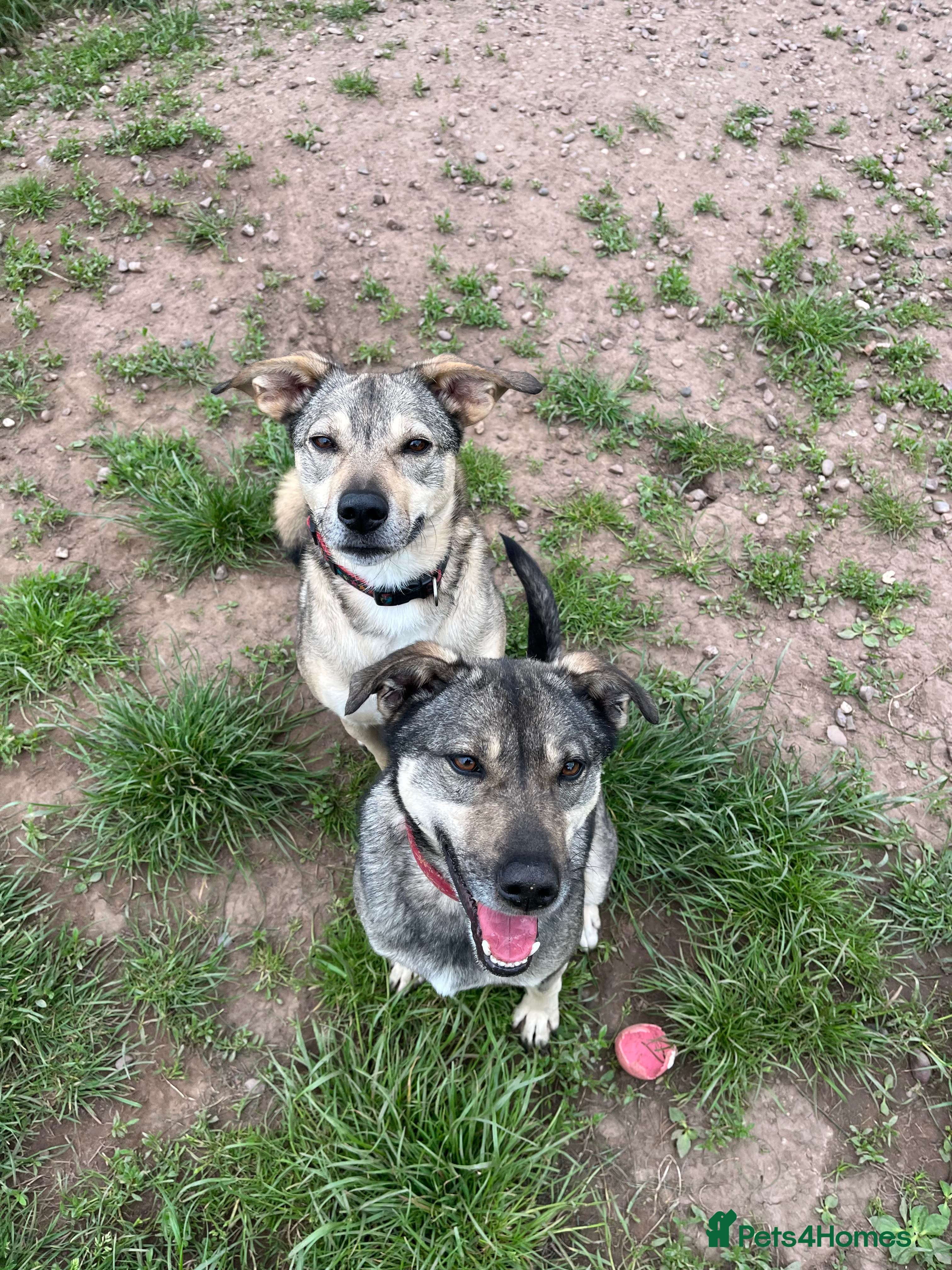 Meet Joy, currently residing in Cheshire photo 7