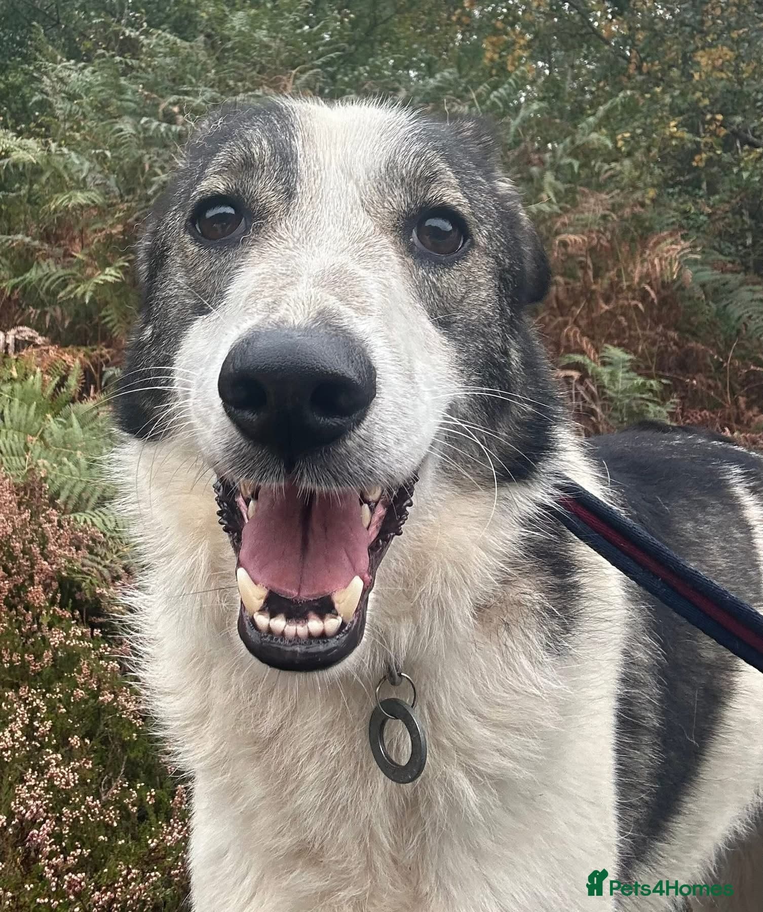 Matteo - Norwich Norfolk photo 12