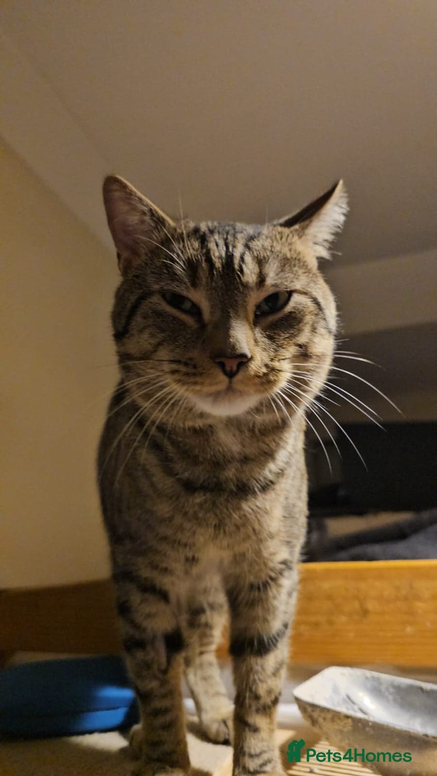 Billi — Mixed Breed