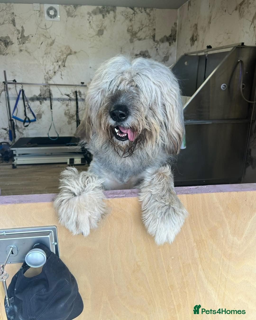 Oscar - our bear boy💚 photo 13