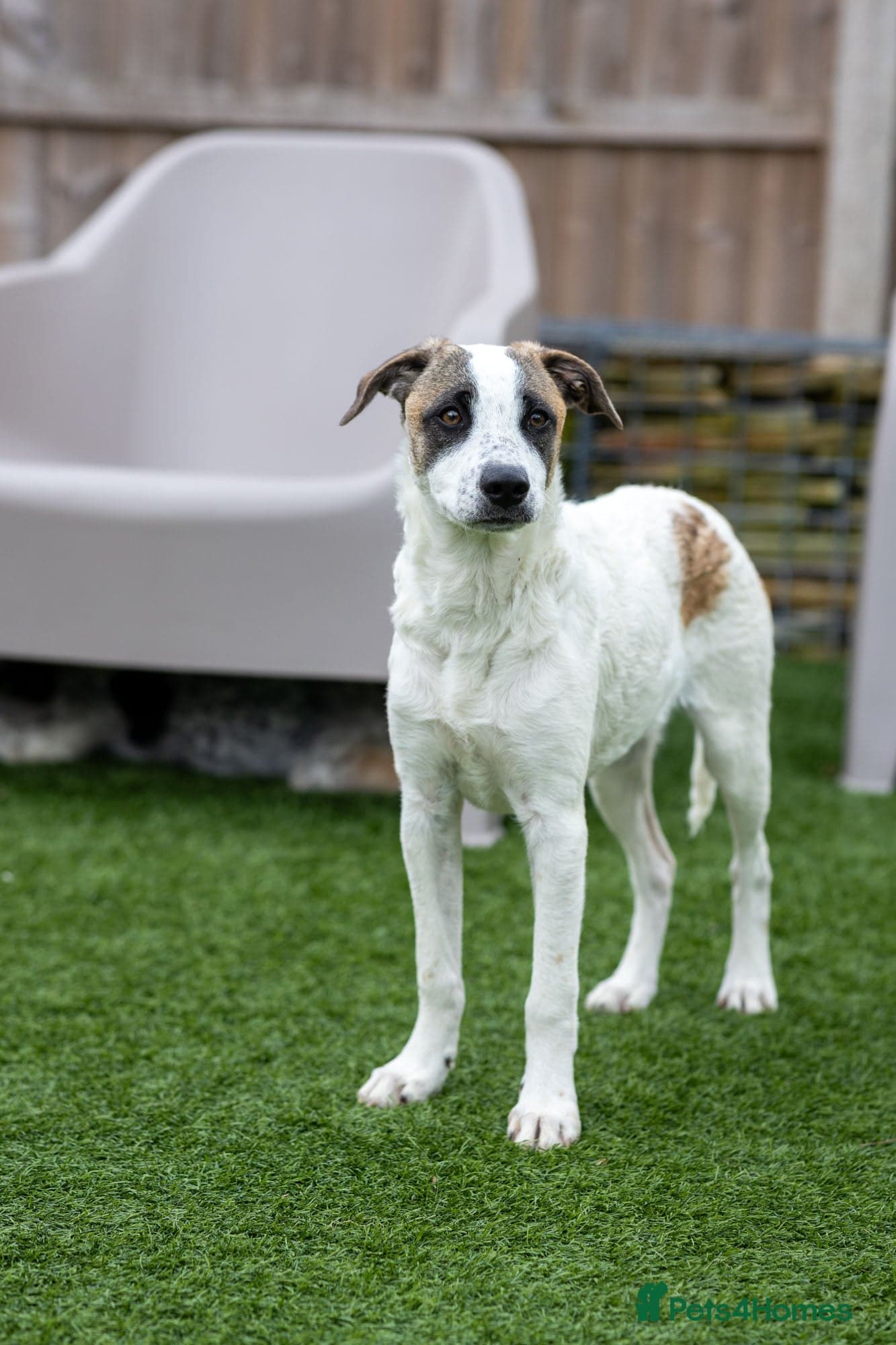 Petit Poppy photo 15