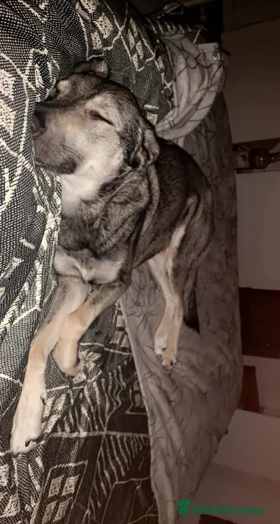 Meet vinnie,, currently residing in Cheshire photo 4