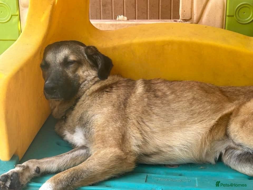 Levi - Norwich Norfolk photo 17