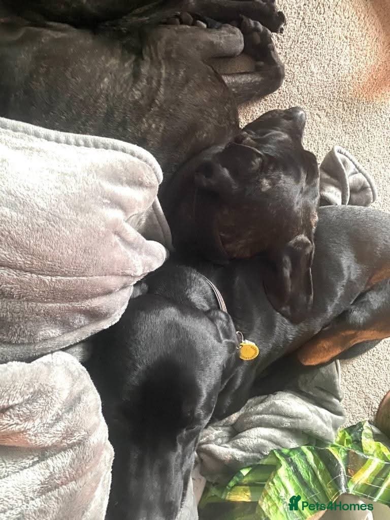 Meet Lila, currently residing in Norfolk photo 7