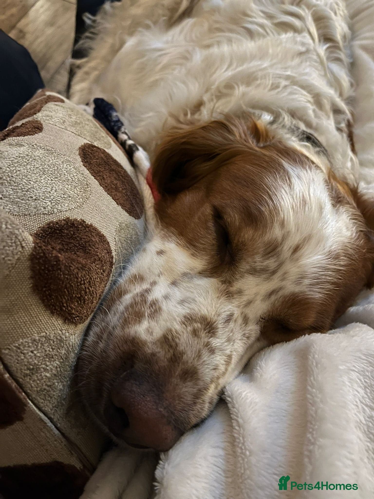 Ronnie, 3-year old Brittany male photo 19