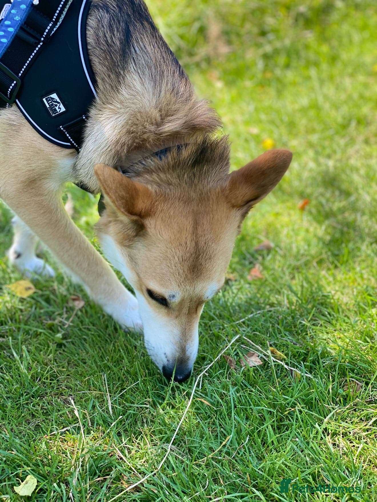 Handsome Rom photo 7