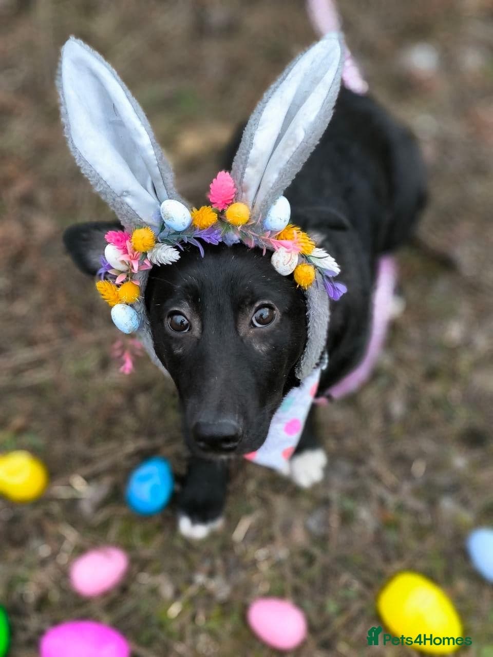 ️🐶 masha photo 5