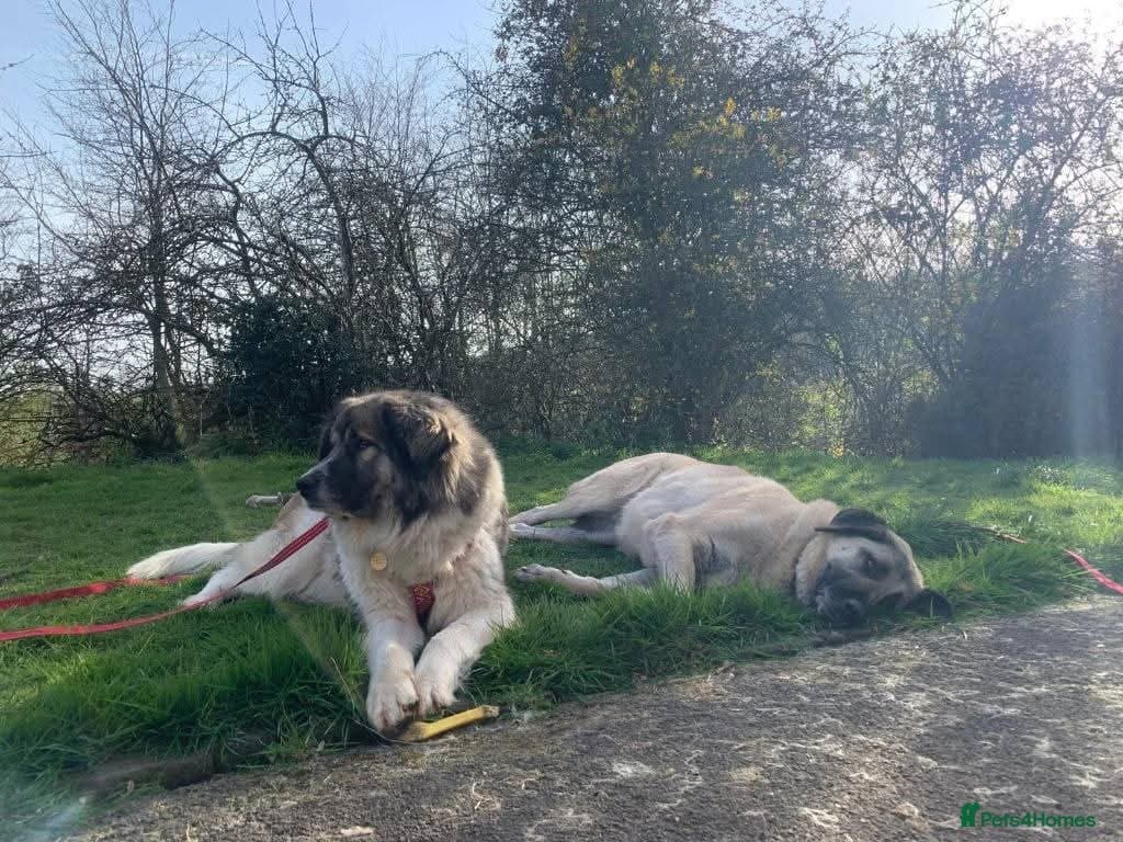 Meet Tinsel, currently residing in Gloucestershire photo 5