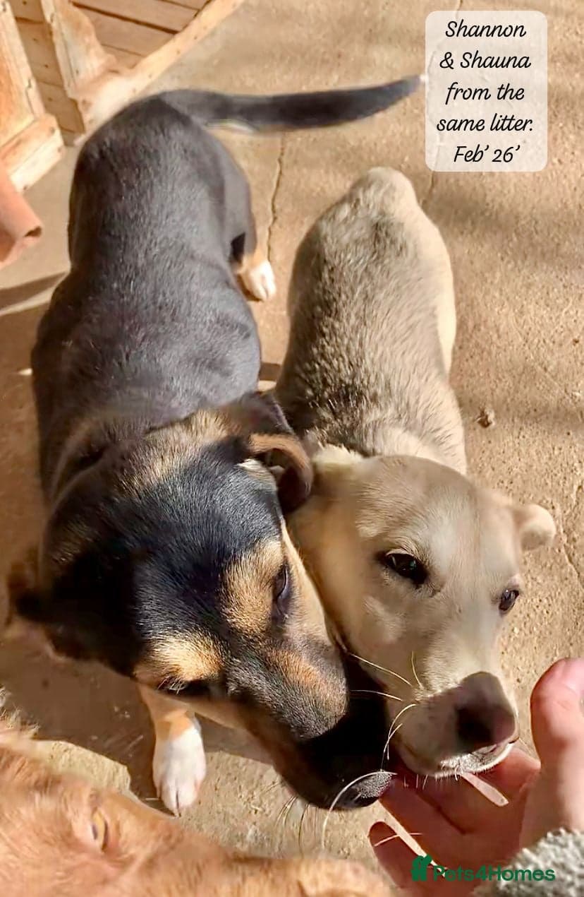 Shannon, 6 months approx, photo 2