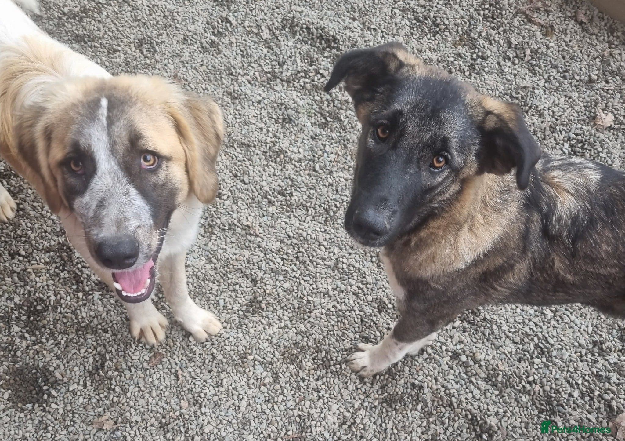 Skye - In Ayr photo 11