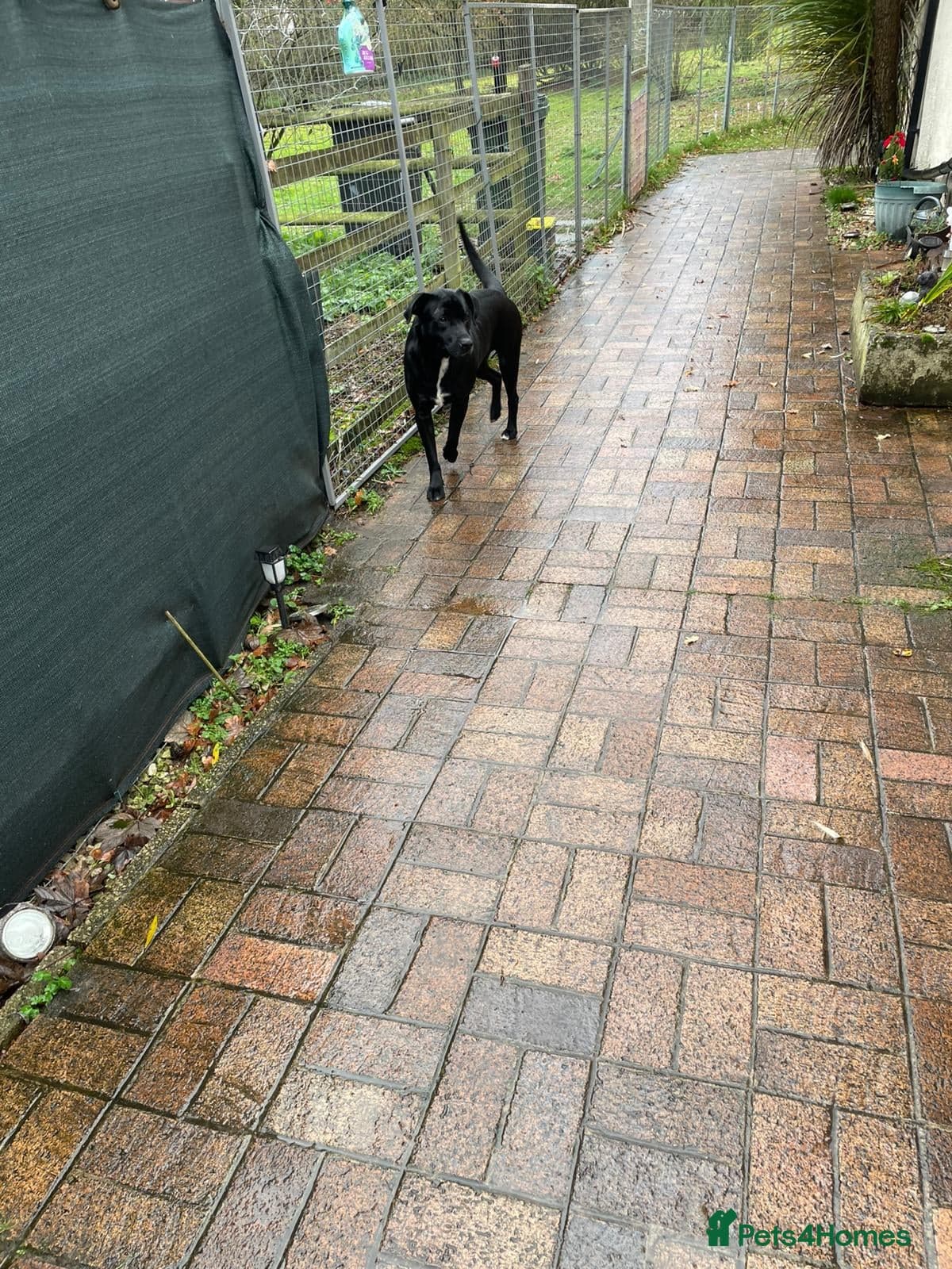 SHEAMUS,URGENT sensitive Soul Labrador Cross photo 13