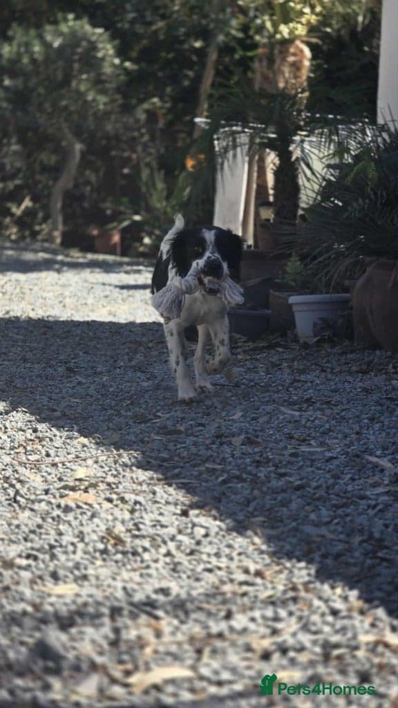 Connor our playful, happy Spaniel mix! photo 3