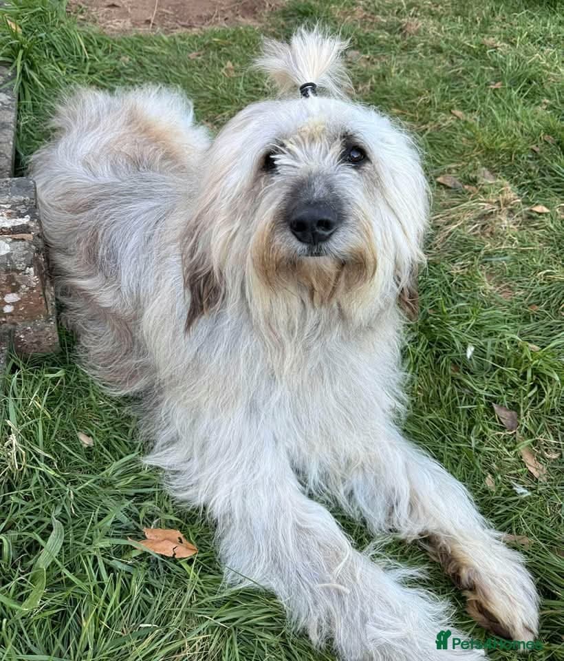 Oscar - our bear boy💚 photo 2