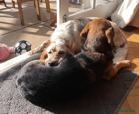 Bonnie (Laila) photo 7