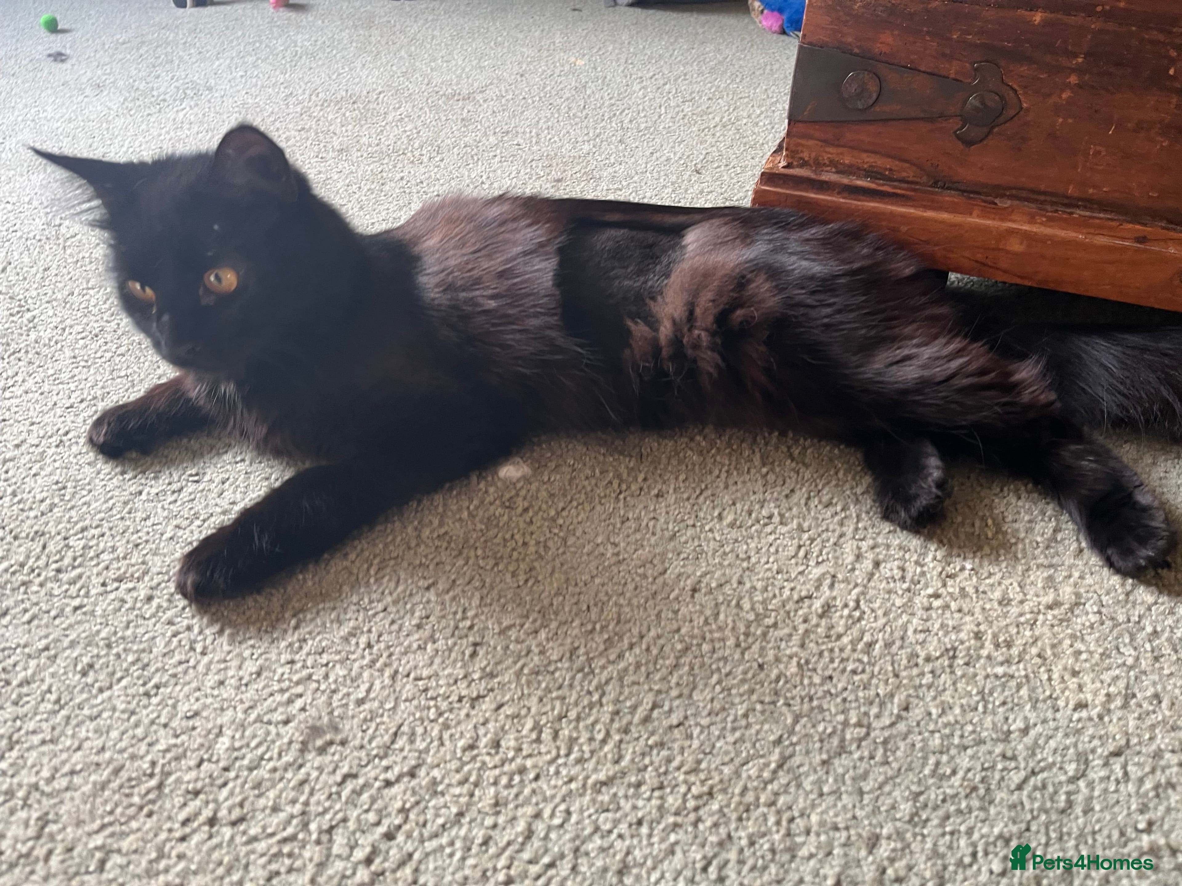 Rescue kitten Joshie photo 2