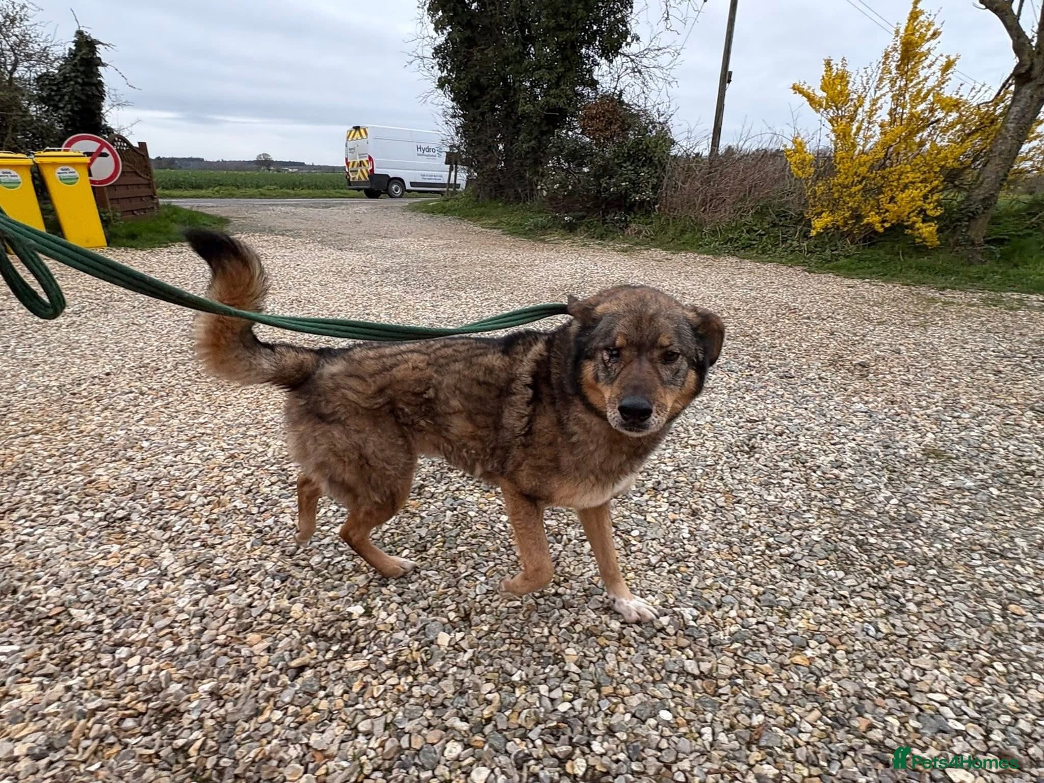 Rufus - Taverham Norfolk photo 6