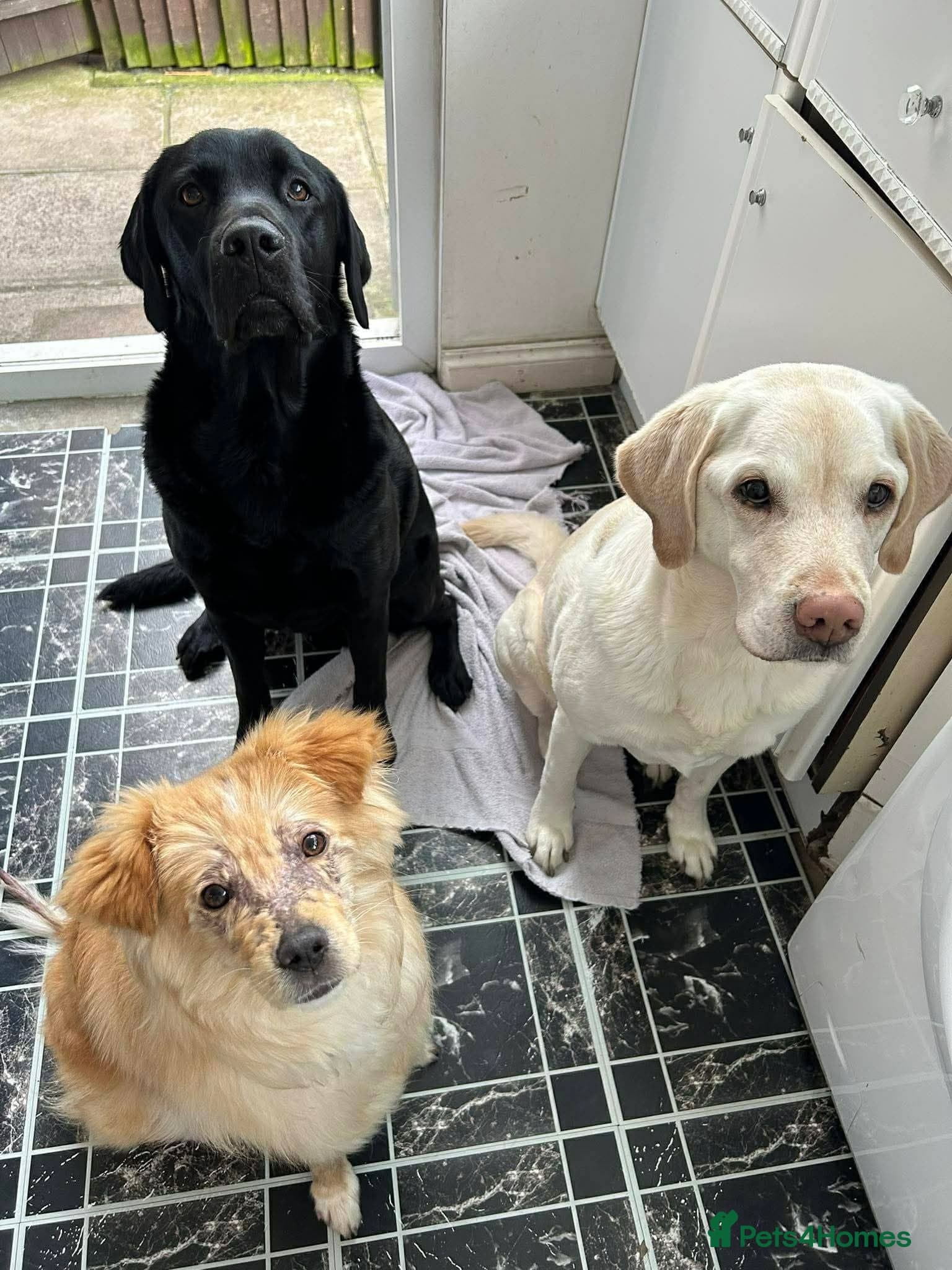 Meet Sabre, currently residing in Leicestershire photo 7