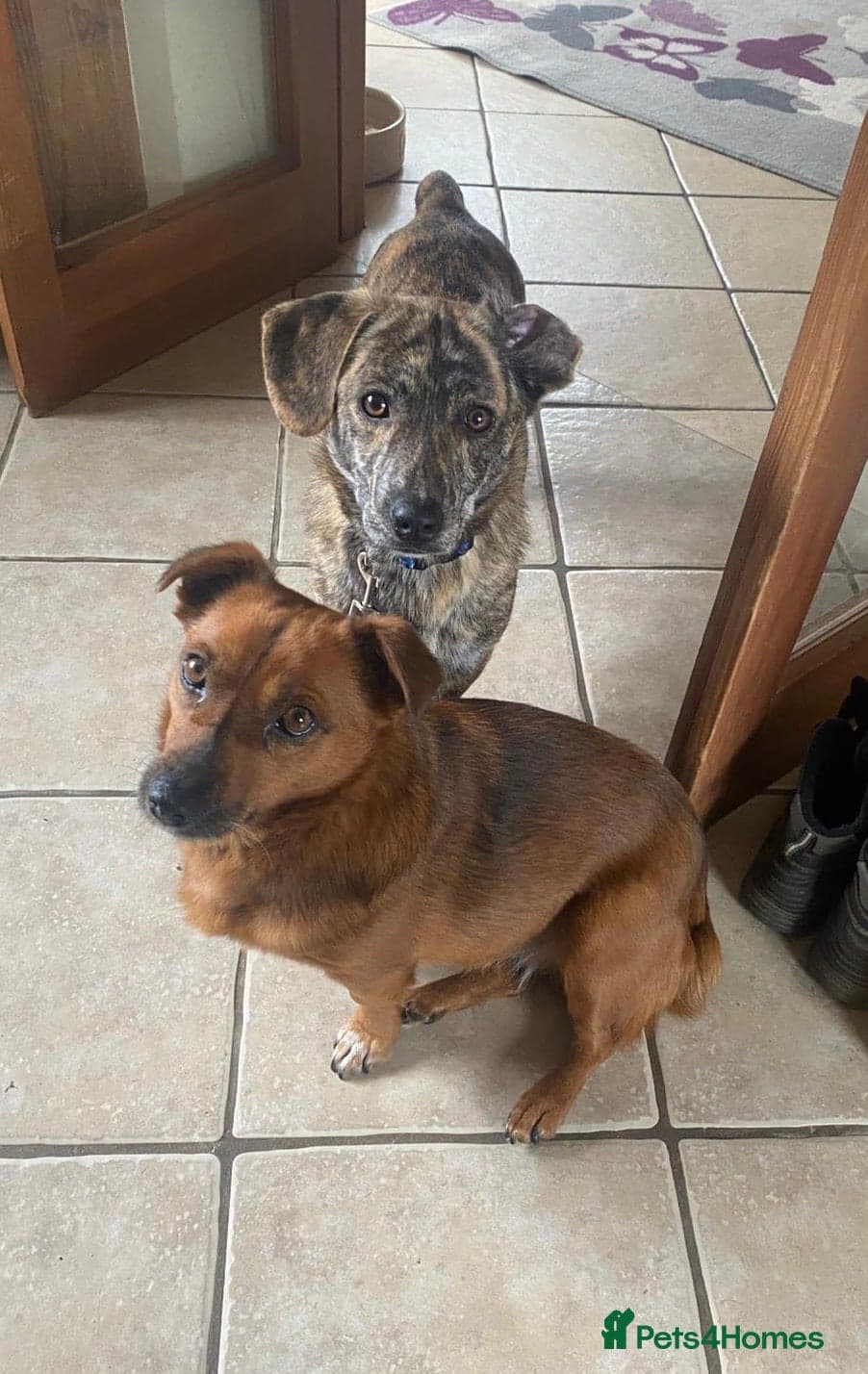 Dora the explorer photo 5