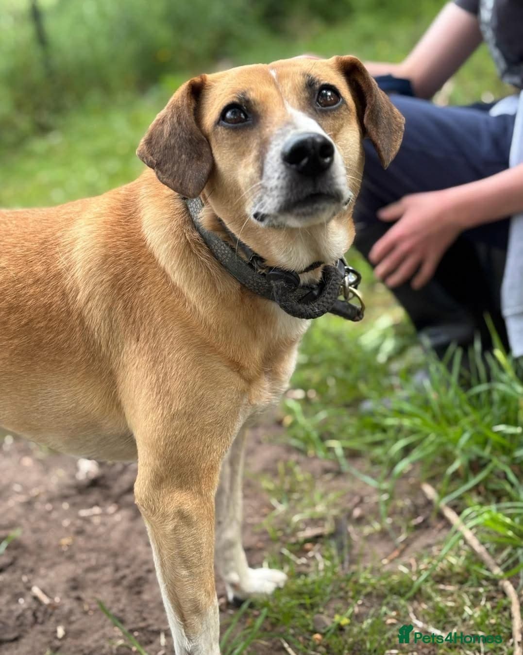 Shandy, a real sweetheart 🧡 photo 12