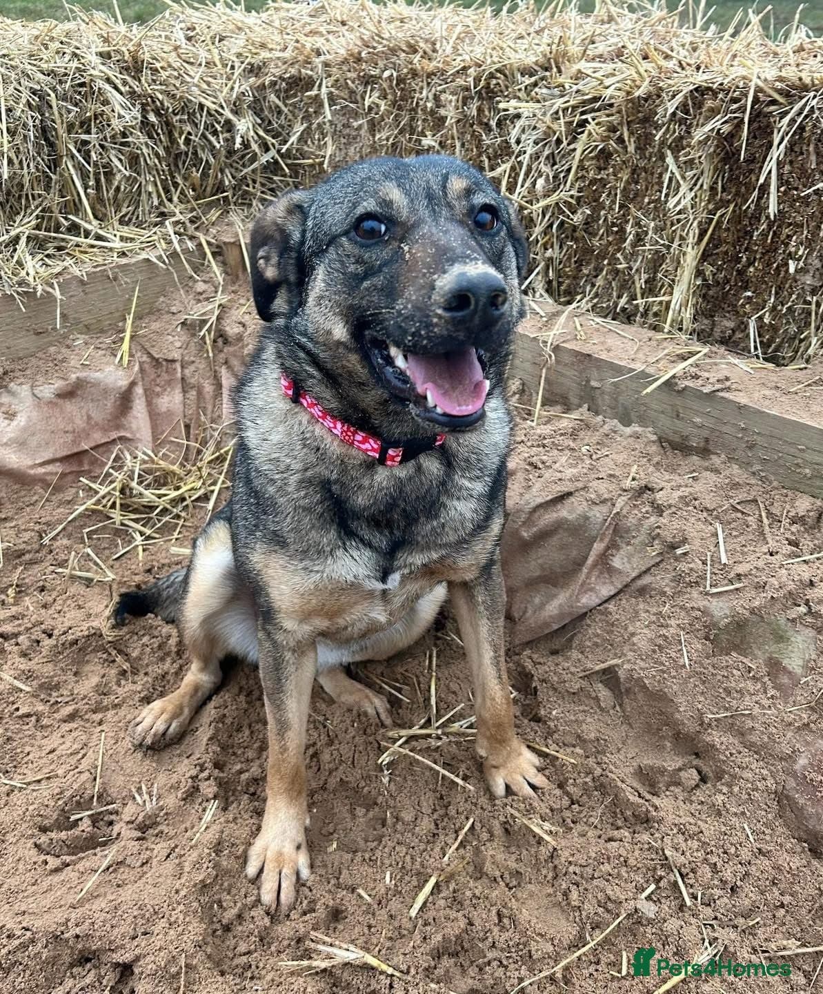 Luna ๐พ๐ โ Mixed Breed