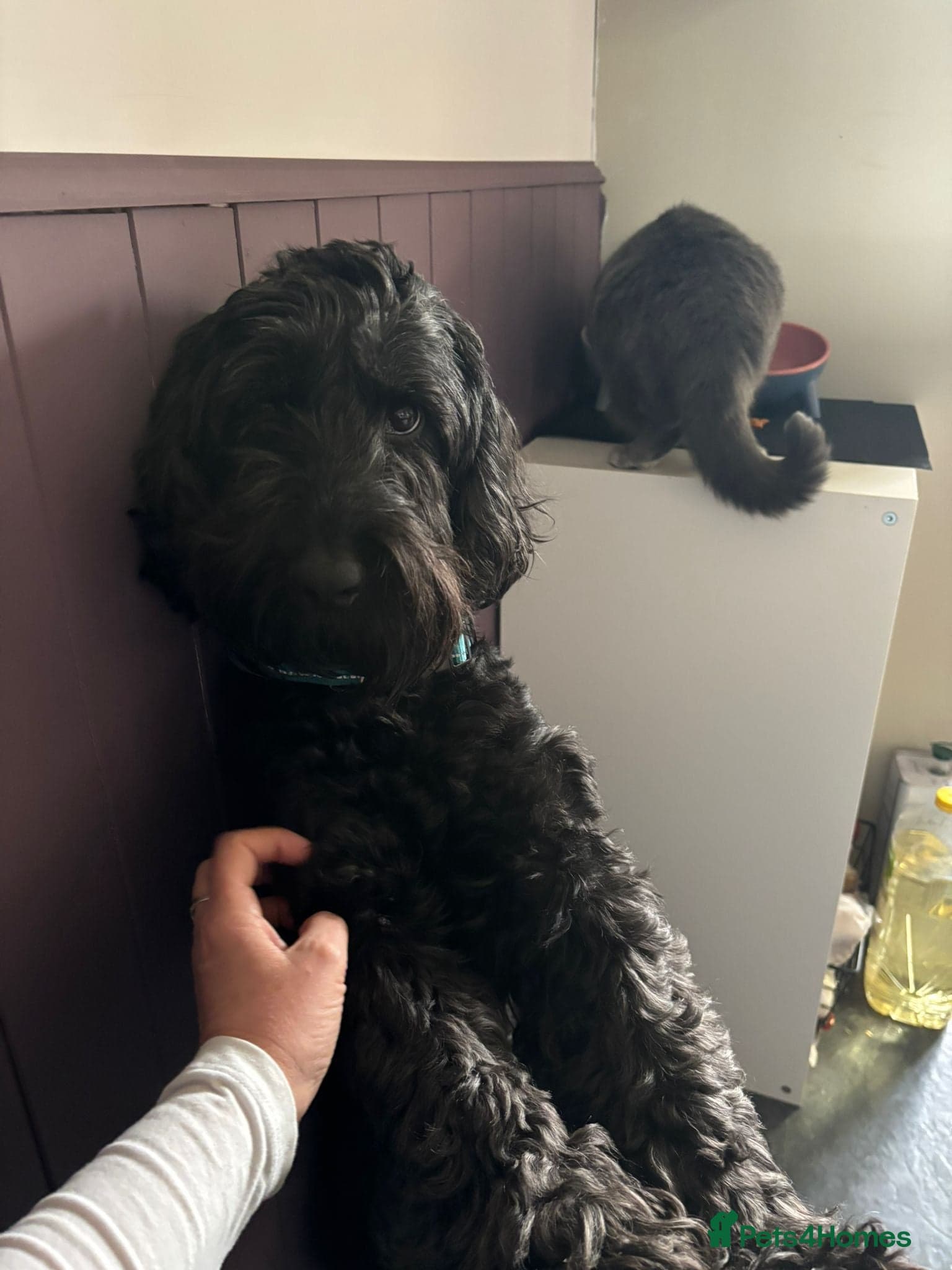 FOSTER or ADOPT💙JACK💙- 4.5-year-old Cockapoo boy photo 9