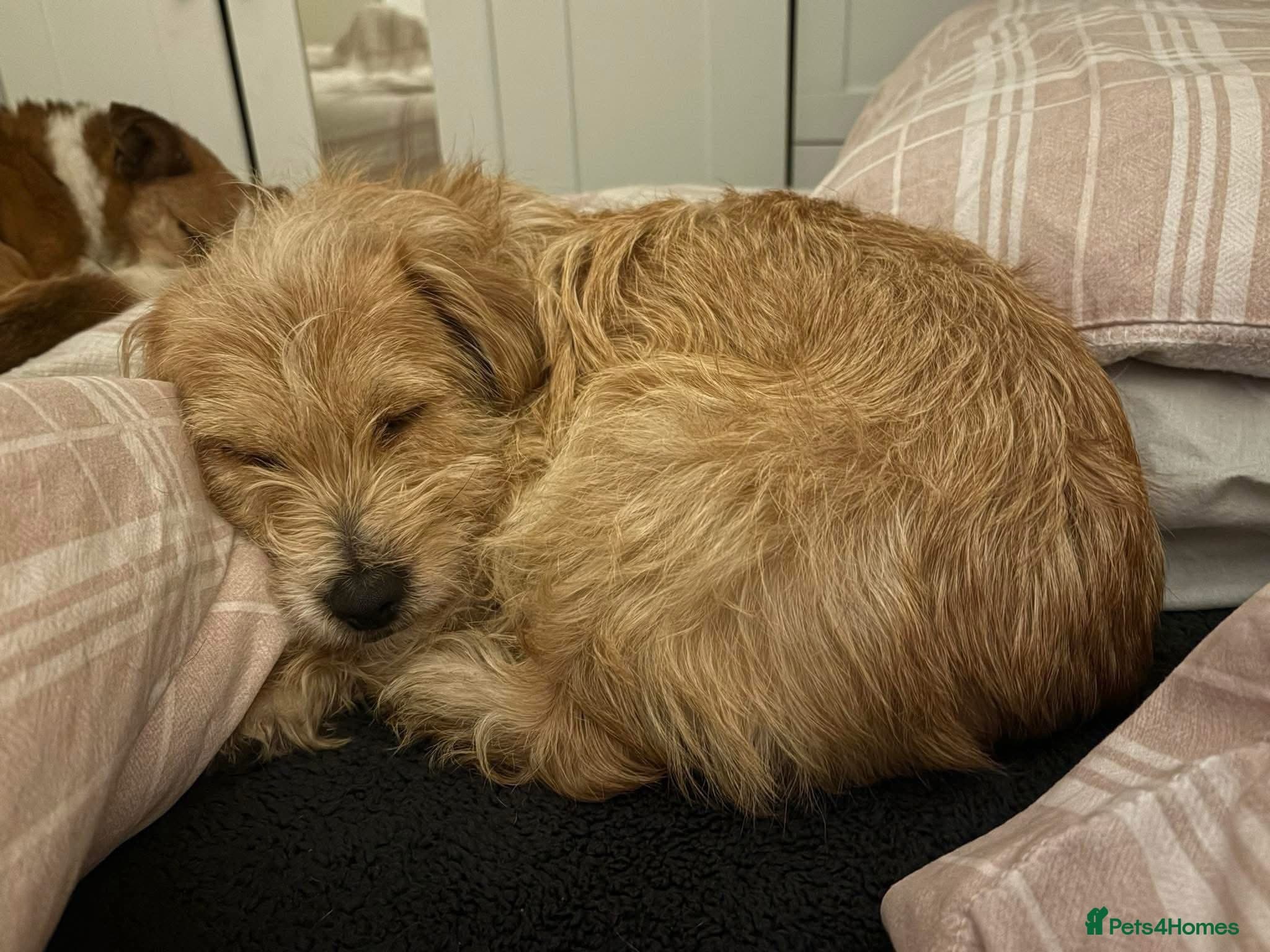 Yara - Norwich Norfolk photo 7