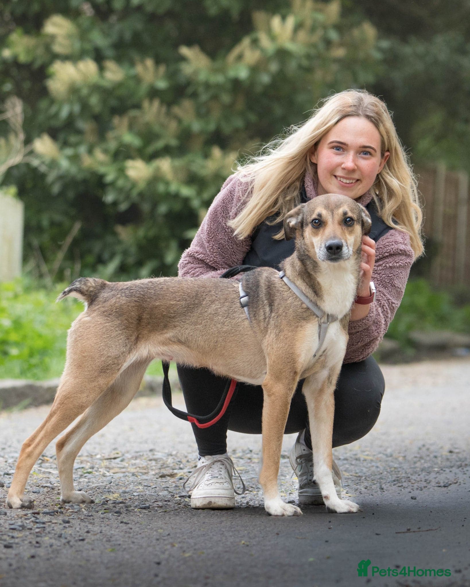 Little Nellie — Mixed Breed