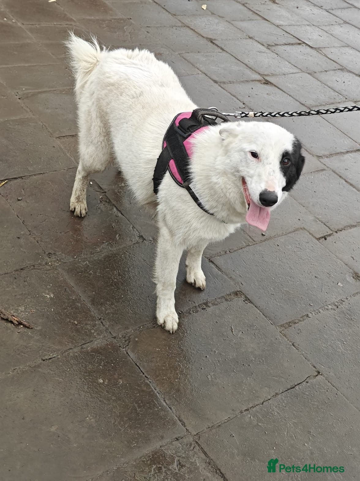 ️🐶 suzy photo 15