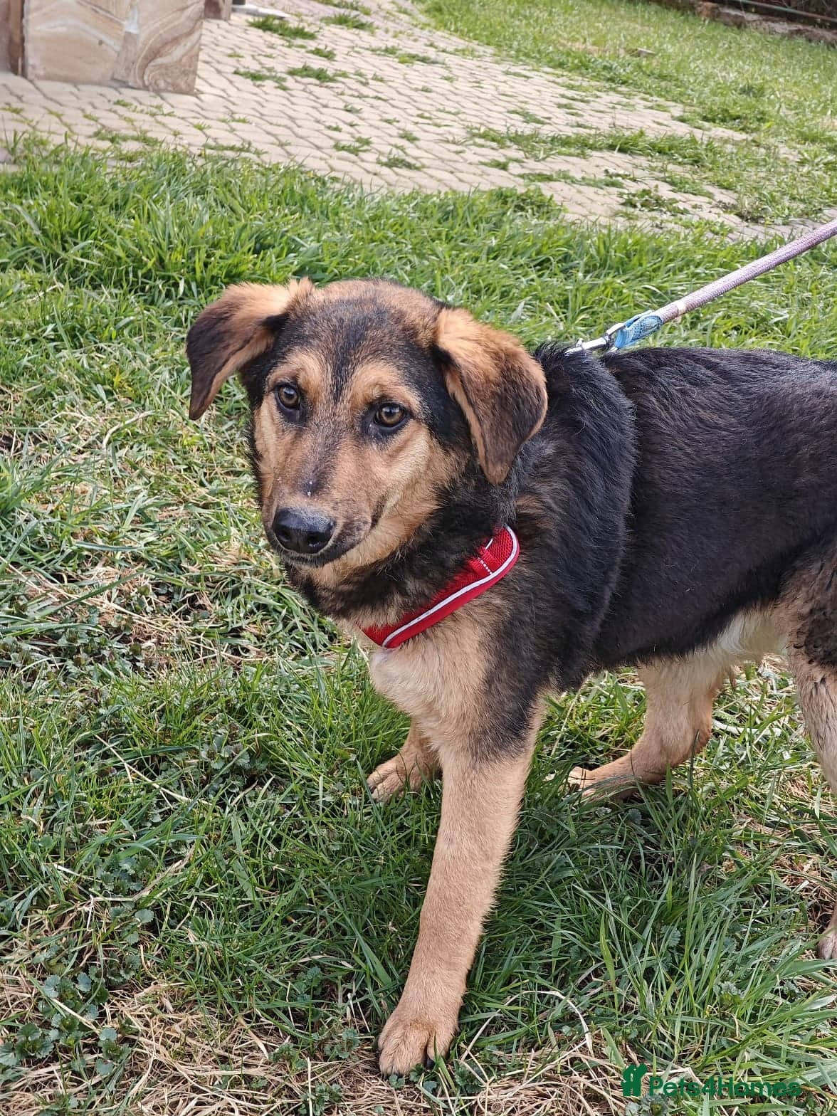 ๏ธ๐ถ yasia photo 15