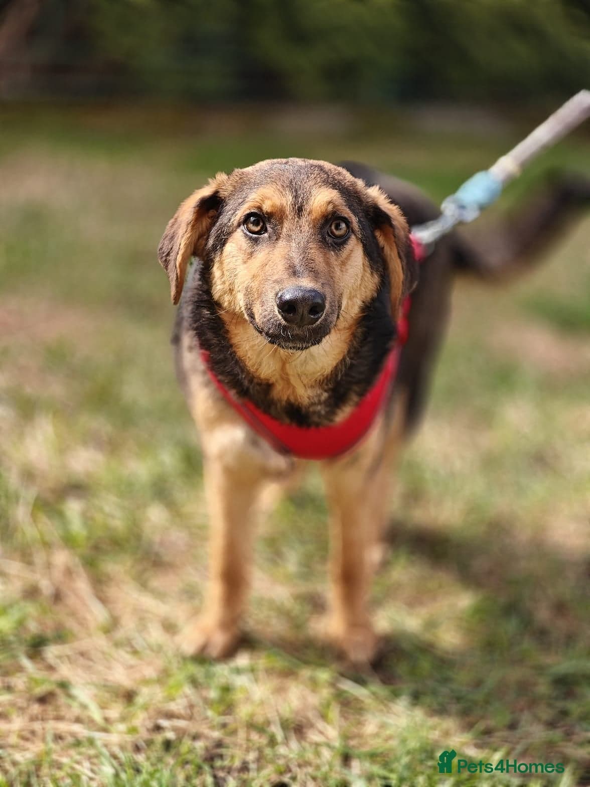 ๏ธ๐ถ yasia photo 13