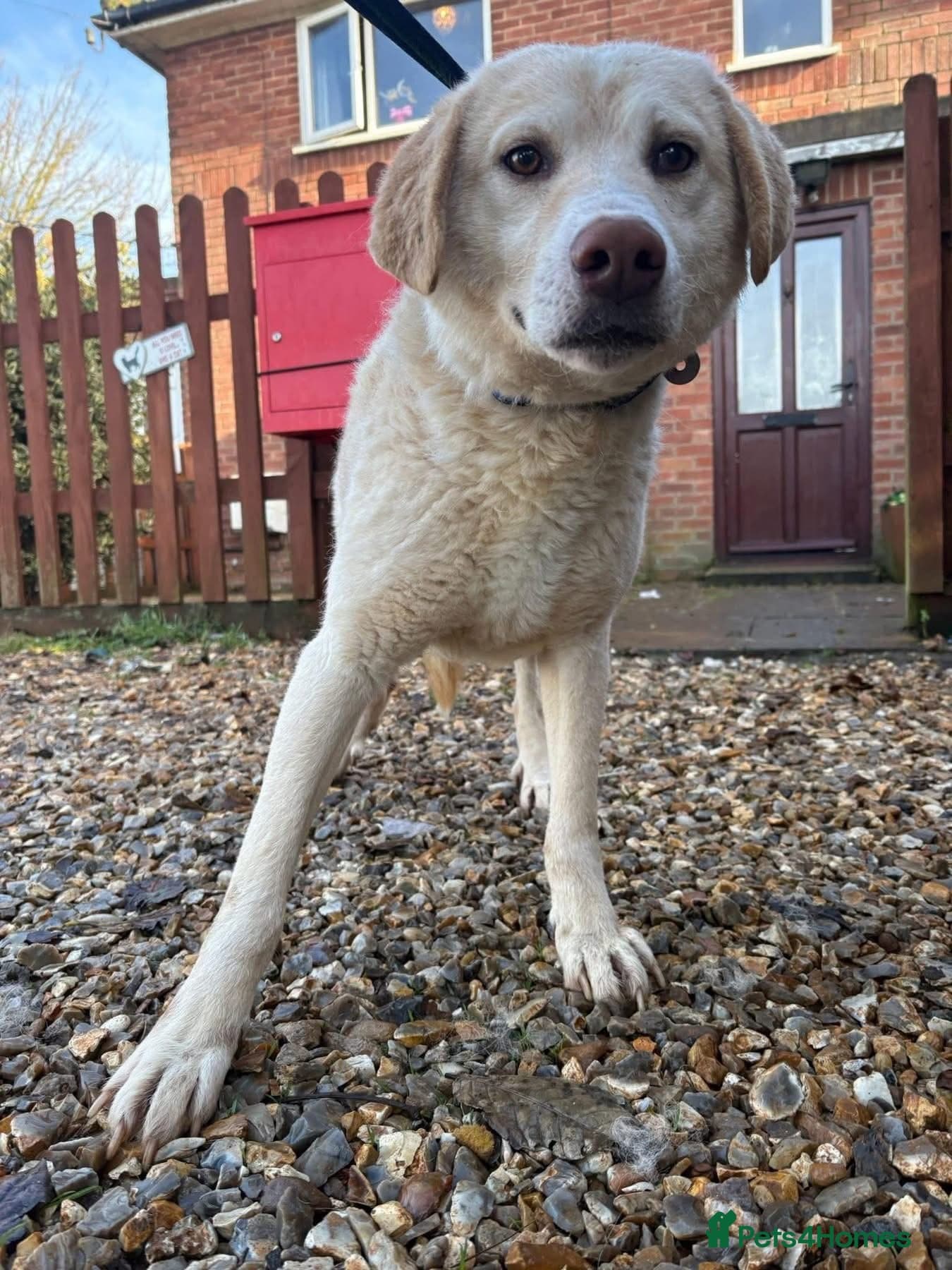 Ralph - Norwich Norfolk photo 2