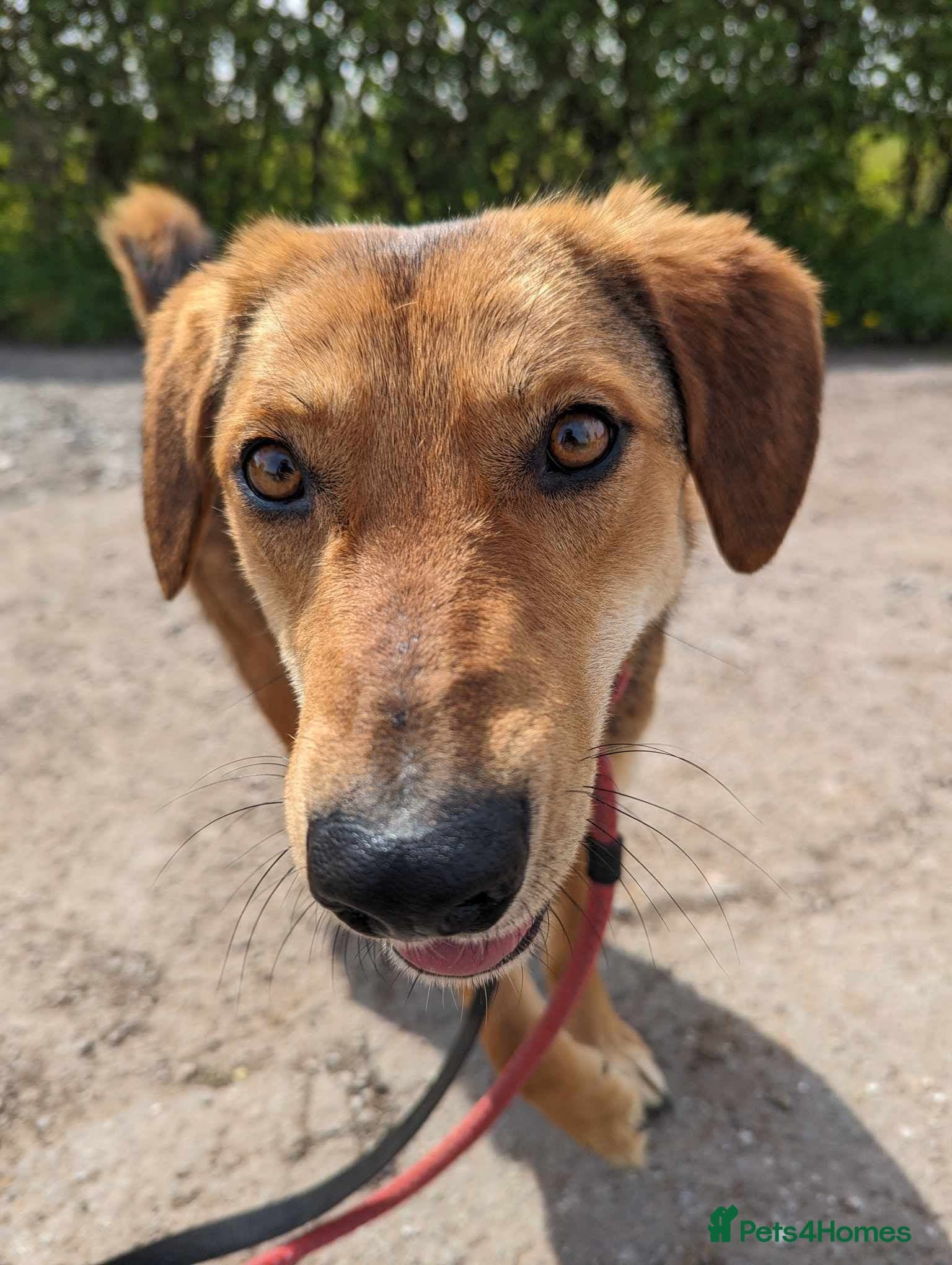 Meet Shiloh, currently residing in Cheshire photo 17