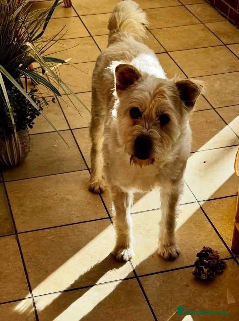 Meet Snow, currently residing in Derbyshire photo 3