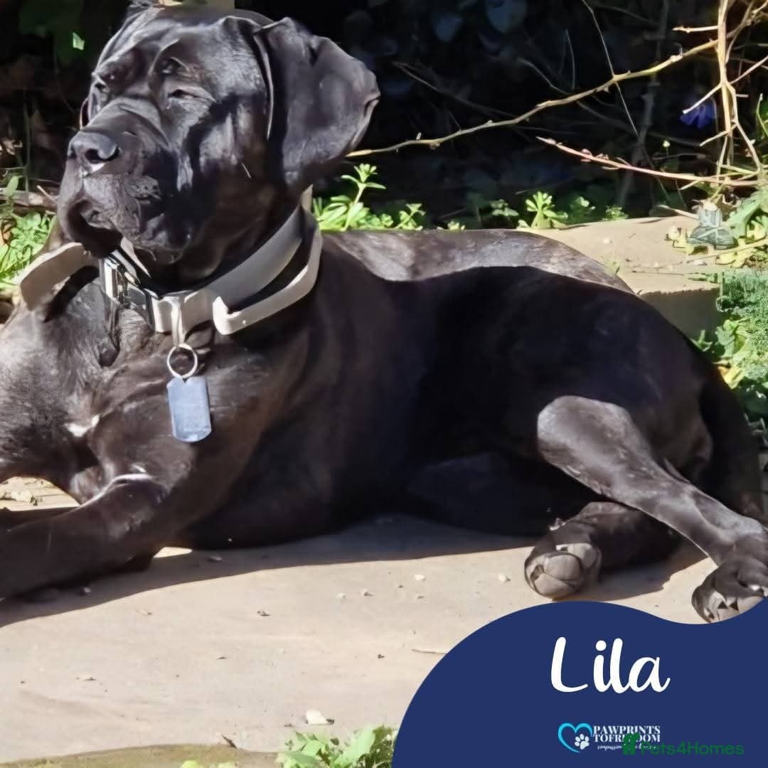 Meet Lila, currently residing in Norfolk photo 2
