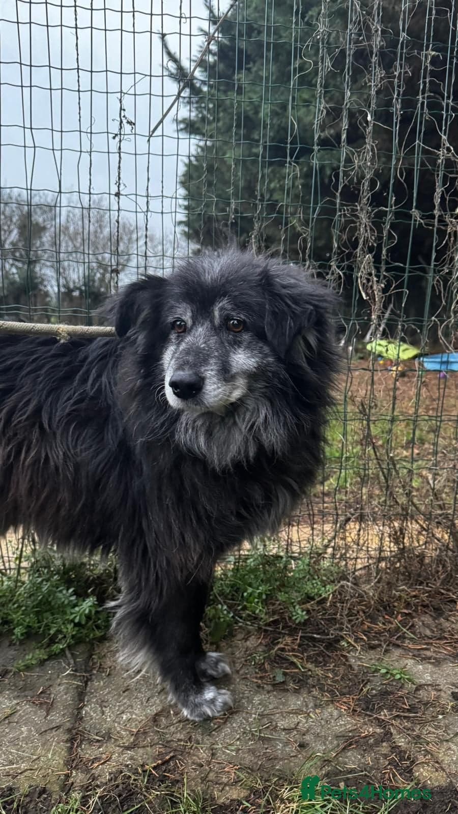 Meet amazing MOOSE!! photo 2