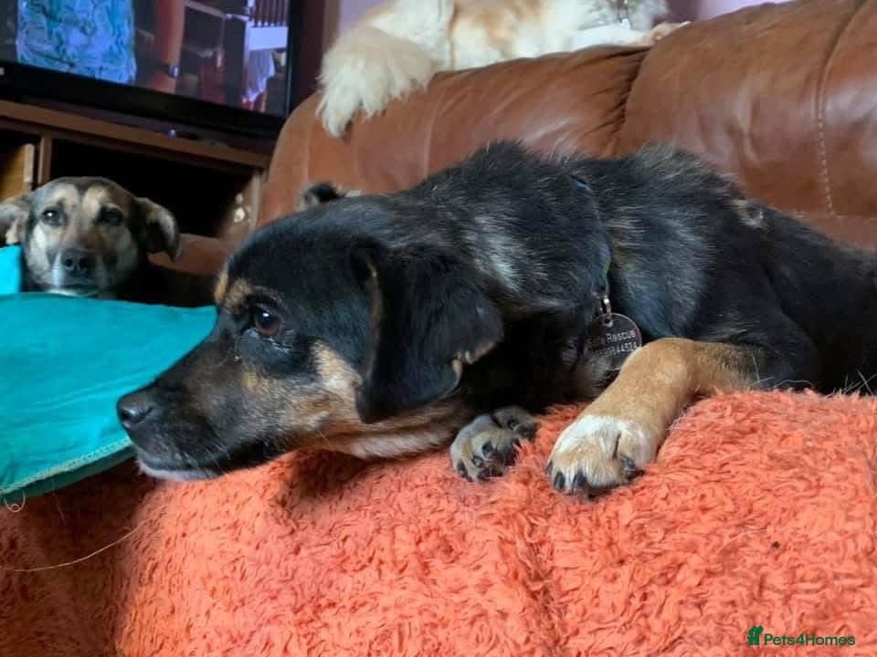 Paddy - Norwich Norfolk — Mixed Breed