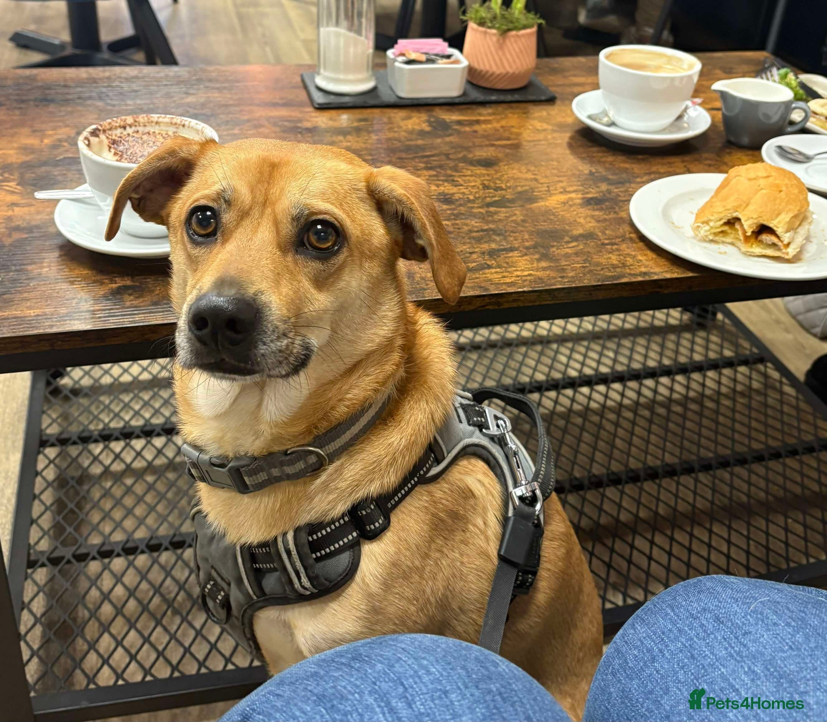 Lovely Jack — Mixed Breed