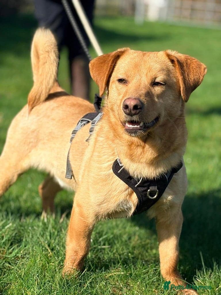 Meet Logan, currently residing in Essex — Mixed Breed