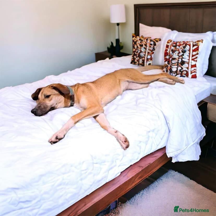 Sara - Norwich Norfolk photo 17