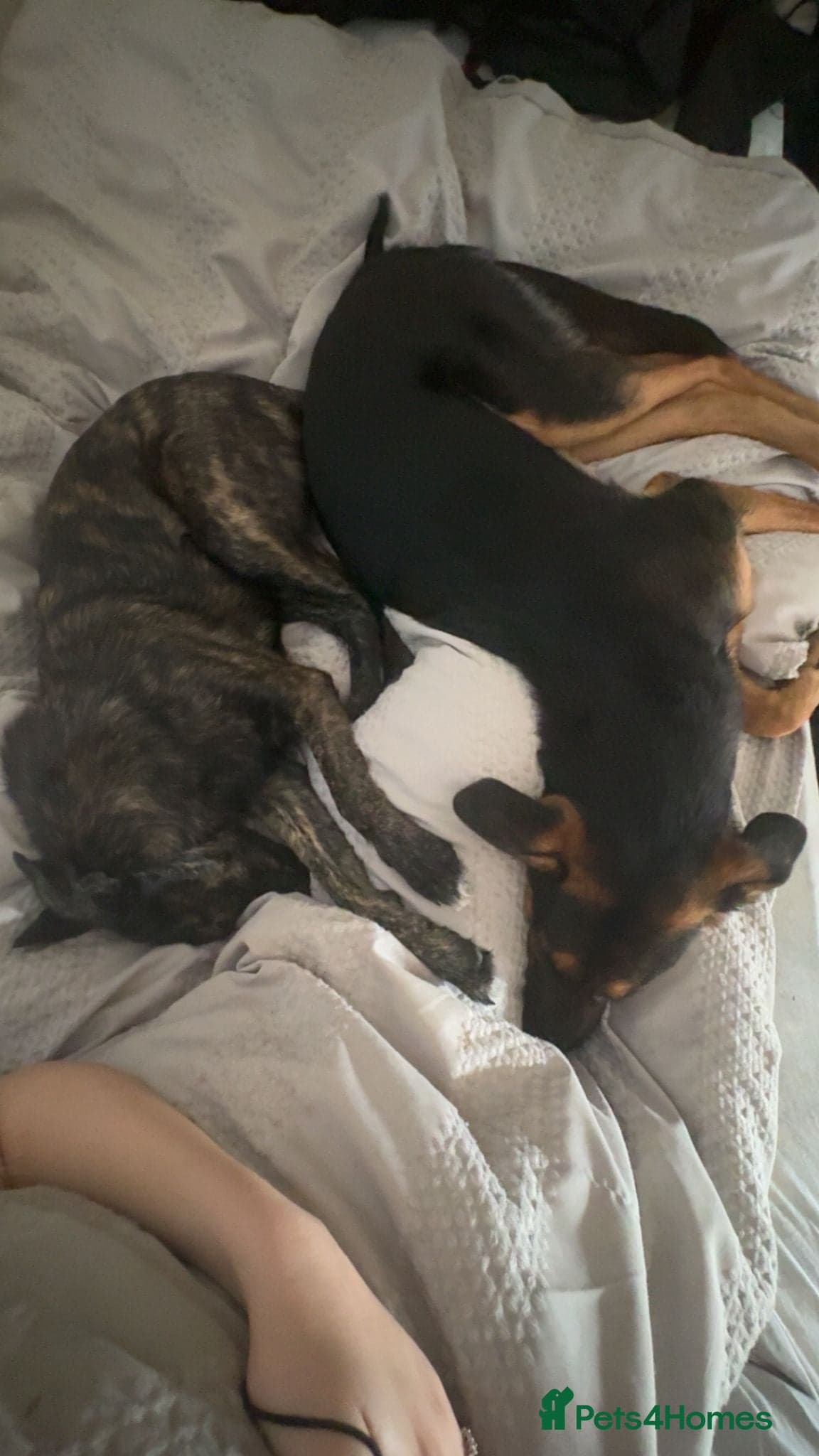 Urgent: 💙milo💙 photo 6