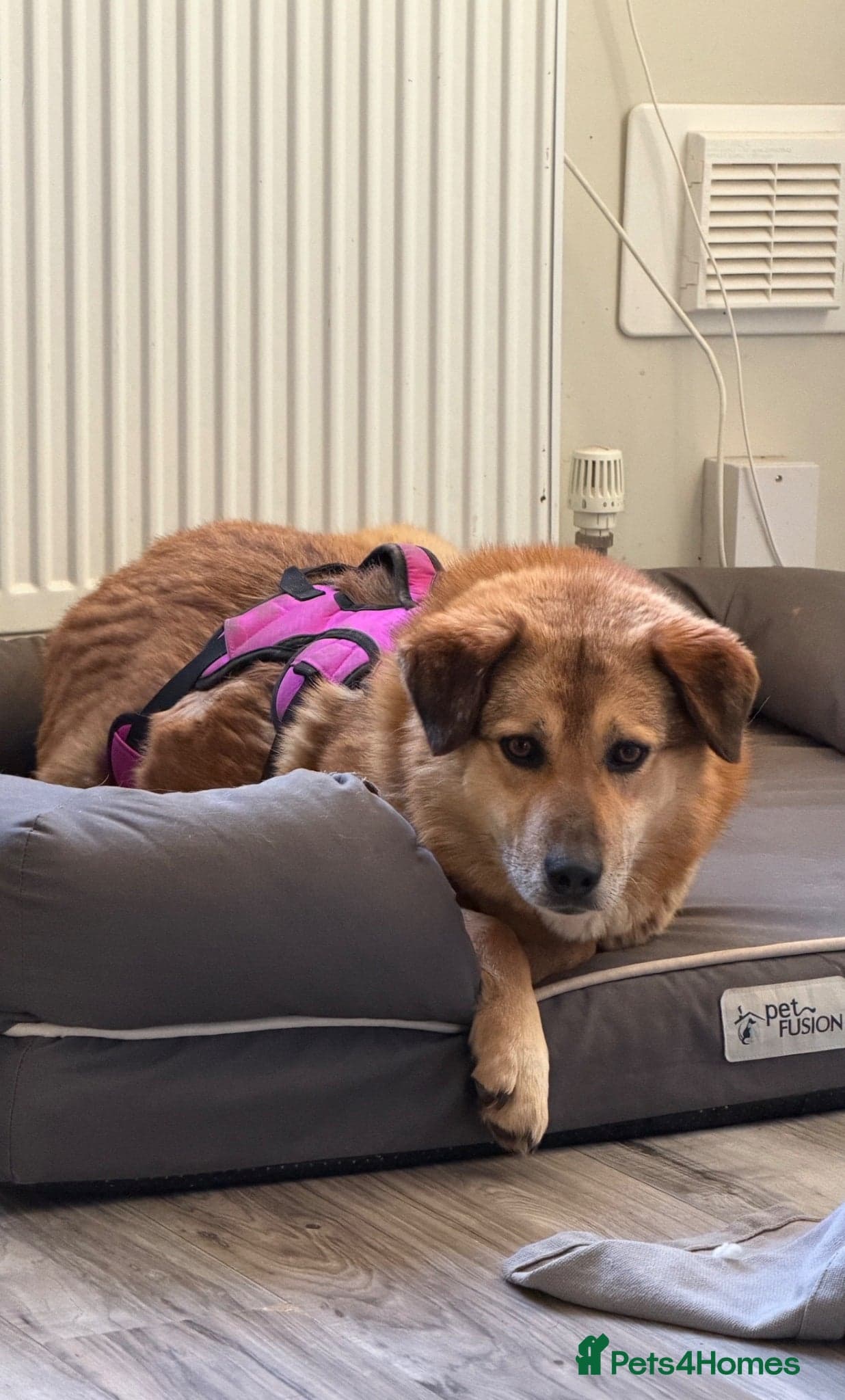 Sweet Muffin photo 15