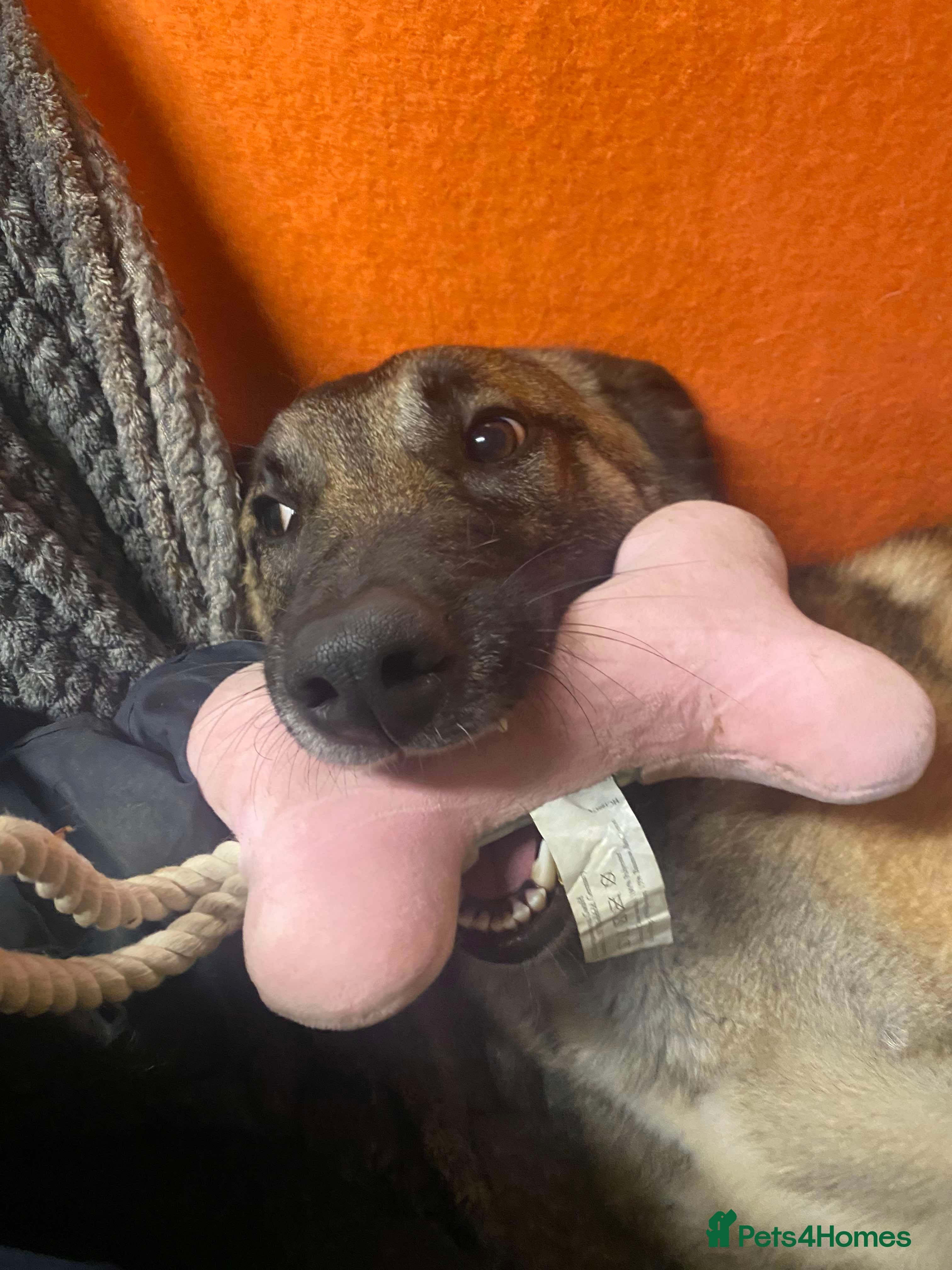 Meet Vera, currently residing in Cheshire photo 13