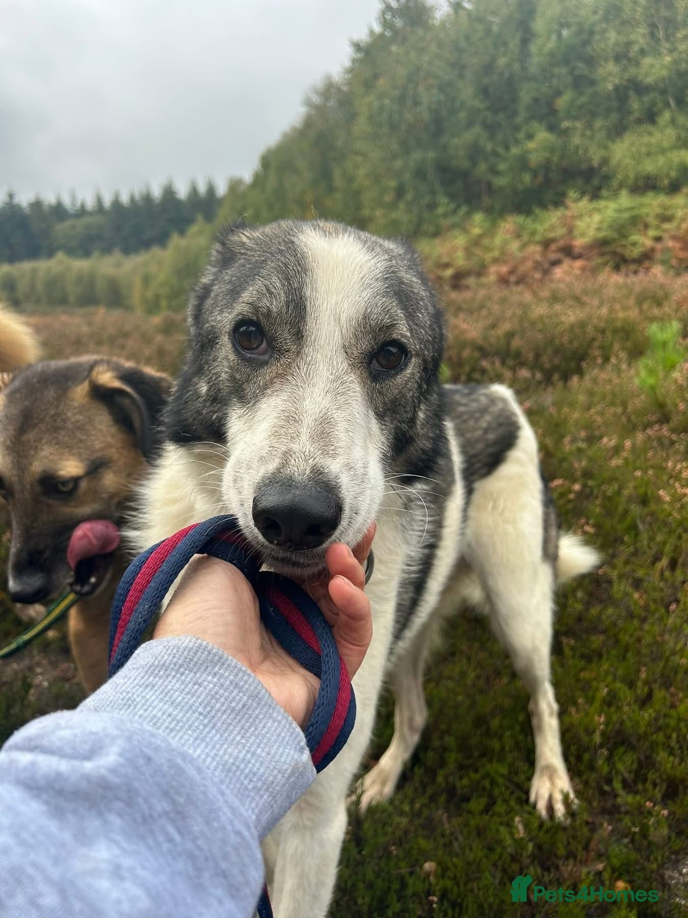 Matteo - Norwich Norfolk photo 15