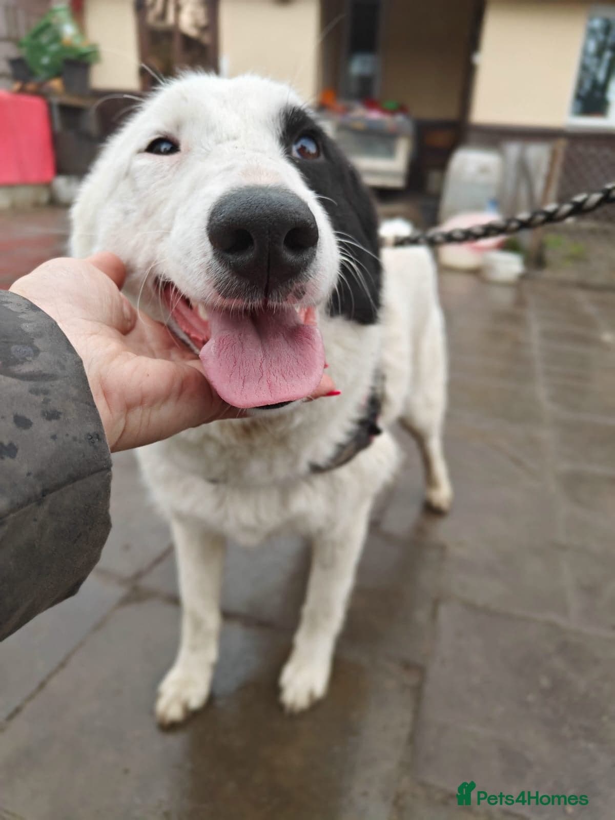 ️🐶 suzy photo 9