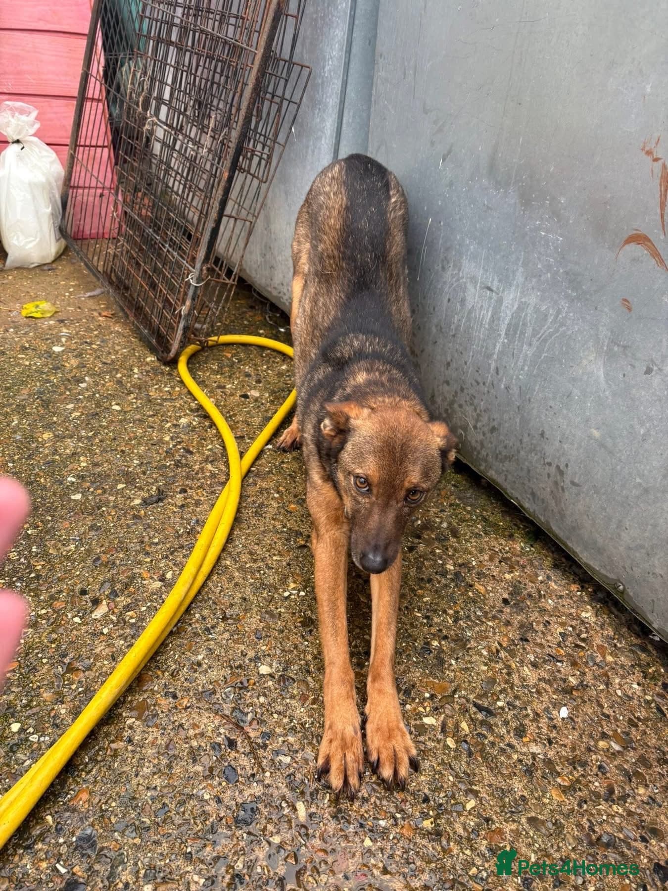 Figgy - Norwich Norfolk photo 4