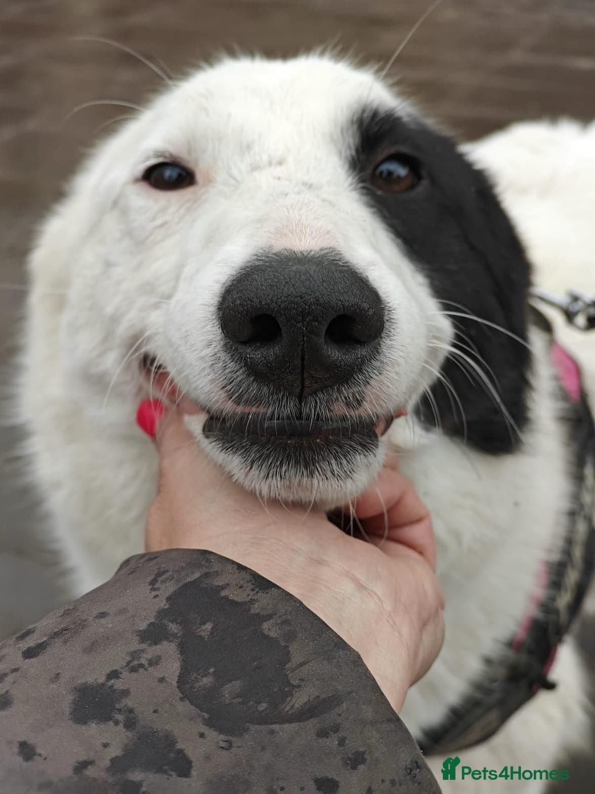 ️🐶 suzy photo 14